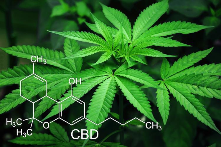 CBD vs. THC: Understanding the Science Behind Cannabis Compounds